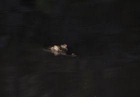 DSC_8571 (2).JPG