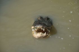 Alligator.JPG