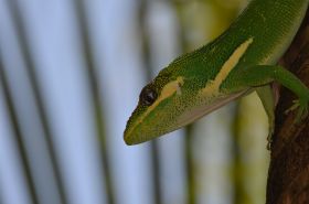 Anolis.JPG