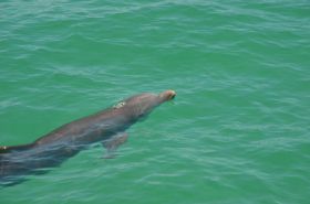 Delphin Key West.JPG