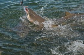 Haie Key West.JPG
