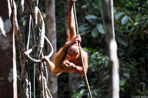 Orang Utan