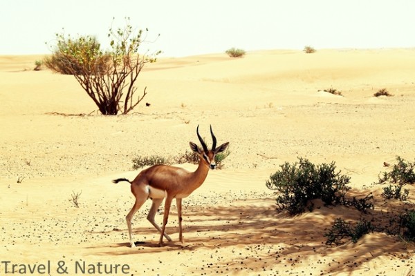 Orex-Antilope
