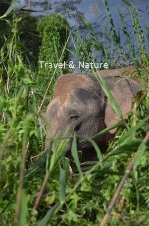 Borneo Pygmy Elephant Borneo Pygmy Elephant