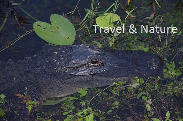 Mississippi Alligator 1 Mississippi Alligator 1