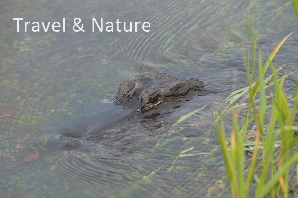 Mississippi Alligator 2 Mississippi Alligator 2