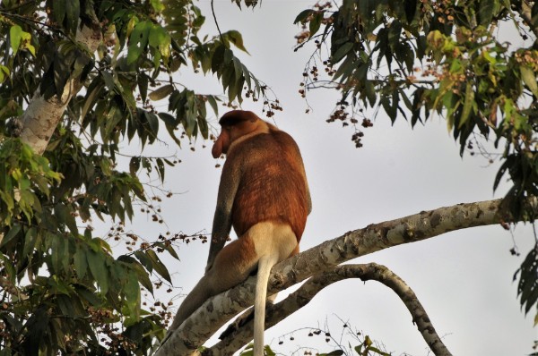 Nasenaffe am Kinabatangan Nasenaffe am Kinabatangan